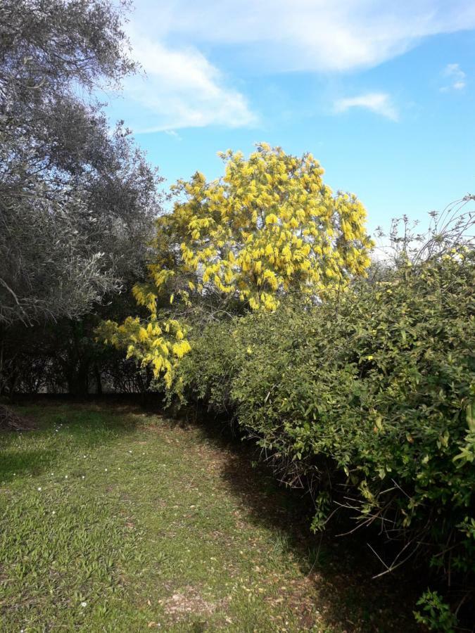 شقة House In The Olive Garden Ágios Ioánnis المظهر الخارجي الصورة