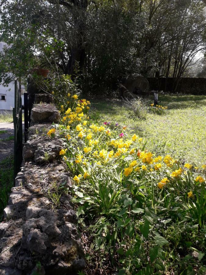 شقة House In The Olive Garden Ágios Ioánnis المظهر الخارجي الصورة